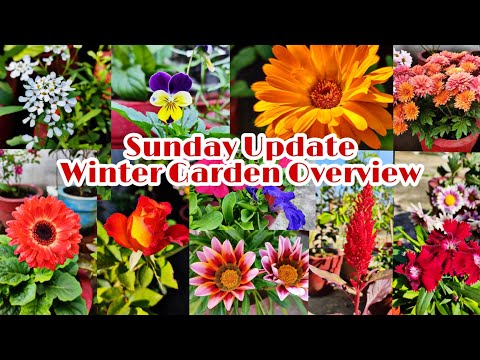 Sunday Update// Winter Garden Overview// 02January2022