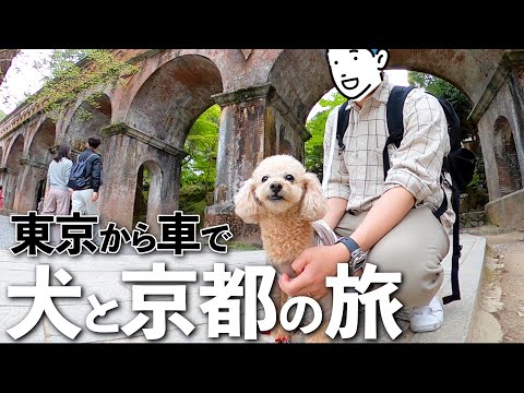 【犬と旅行】京都の犬と泊まれる星野リゾートに宿泊！車で東京から京都奈良へ旅してみた【47都道府県の旅】