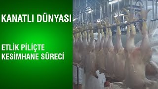 Kanatlı Dünyası | Etlik Piliçte Kesimhane Süreci