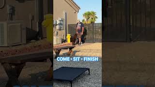 True Off Leash Dog Training - No Remotes! #shorts