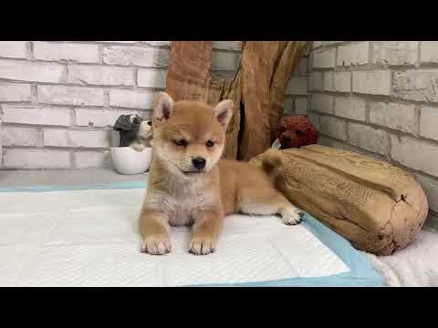 Red Shiba Inu - Harley