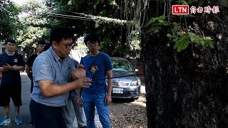 高雄百年雨豆樹慘遭斷頭 學者：3至5年內將枯死