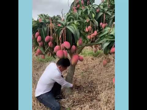 Fruit farms in China   Eating fresh fruit on farm # 10