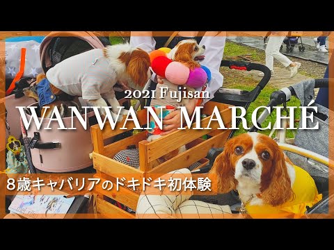 🐶👩キャバリア大集合【富士山わんわんマルシェ】October.2021