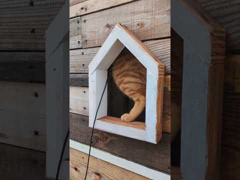 看板猫用にDIYした畑の猫ハウス