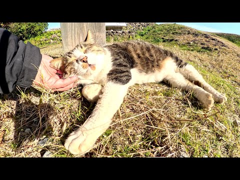 A cute cat welcomes visitors to the ruins