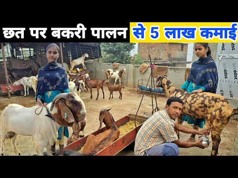 दो बेटियों के साथ छत पर 70 बकरी का पालन | Rooftop goat farming