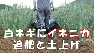 白ネギ栽培冬ネギ土戻し作業と夏ネギイネニカ追肥と土上げ20/6/21＃1005