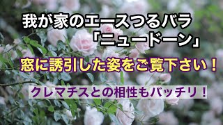 我が家のエースつるバラ「ニュードーン」壁面はお任せください！