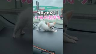 仕草でわかる犬の気持ち🥰愛犬をよーく観察してコミュニケーションとってみてね🙆‍♂️#犬 #犬のいる暮らし #愛犬 #わんこ #犬バカ部 #ペット#犬好きな人と繋がりたい#ミックス犬 #犬のいる生活