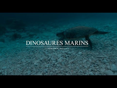 Dinosaures marins | Estrella Damm 2019