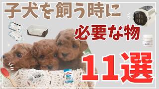 【子犬のお迎え準備】絶対必要なグッズ！トイプードルブリーダーが徹底解説！神的犬用品！