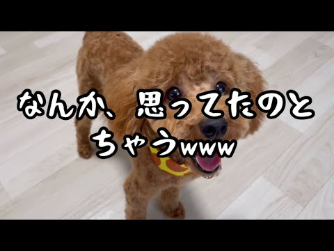 愛犬のトリミング後を見て…思ってたのと違う…トイプードル