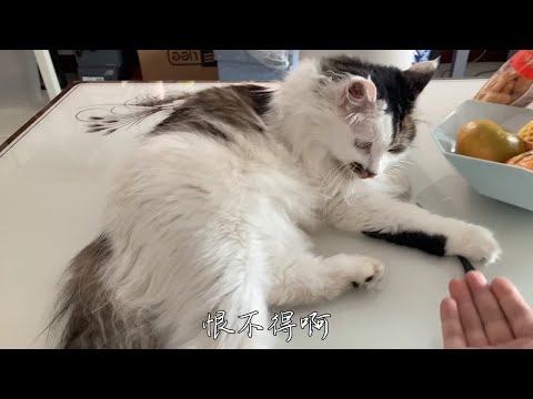 猫猫不生气（假嘟