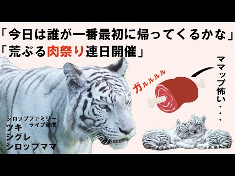 「１月１１日」「最近厳しめなママップさん今日はどうなん？」「荒ぶる肉祭り連日開催」シロップファミリーライブ配信