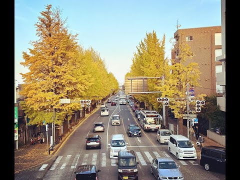 【東京銀杏景點】甲州街道銀杏並木道