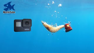 I dropped a GoPro and a shrimp into the sea at a depth of 70 meters! Catching a Bream with a Shrimp?