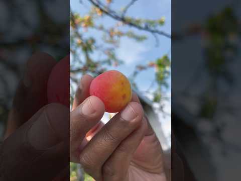 Climb and pluk Plum 🍊#shortsviral #fruitslice #fruit #fruitcuting #nature #trending #fruits