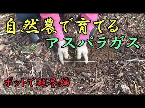 【アスパラガス】自然農で育てるアスパラガス