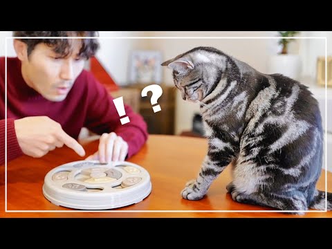 愛猫に早食い防止のおもちゃを試してみたら、想像以上に賢かった！【猫のおもちゃ】