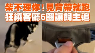 柴不理你！見背帶就跑　狂繞客廳6圈讓飼主追｜寵物動物｜柴犬