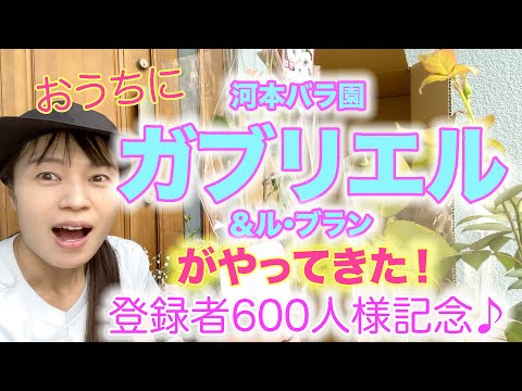 【祝600人様記念】おうちに河本バラ園ガブリエル＆ルブランがやってきた！