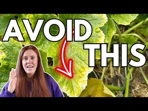 How To Stop Yellow Squash Leaves… The Cause Will Shock You