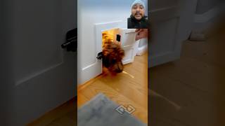 Special Effects Close the door quickly#doglover #dogshorts