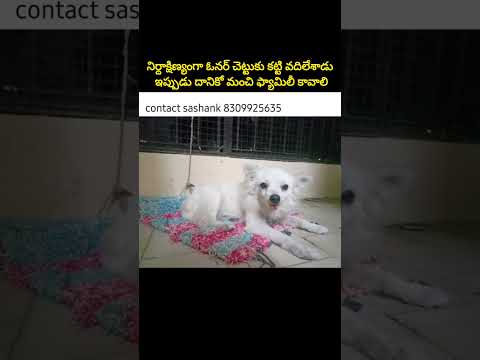 ఓనర్😡చెట్టుకు🌳కట్టి🐕వదిలేశాడు ఇప్పుడు దానికో మంచి👨‍👨‍👦ఫ్యామిలీ కావాలి #rescue #news