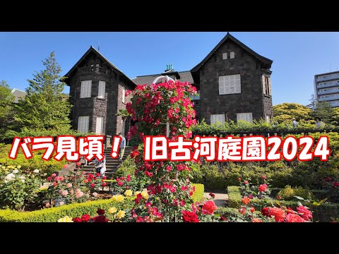 【4K】バラ見頃！@旧古河庭園2024