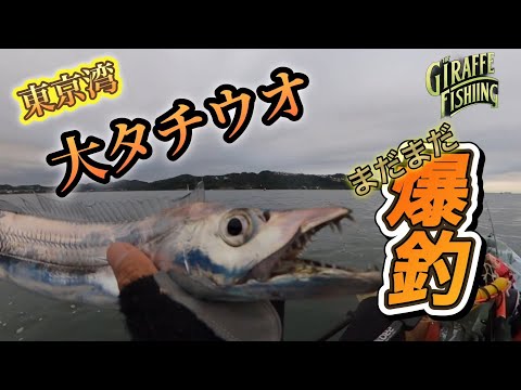 まだまだ釣れる！終盤戦のはずが！大タチウオ爆釣ラッシュ！