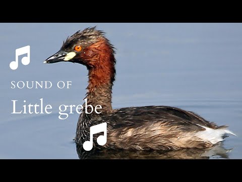 👉 S36 Little grebe (Tachybaptus ruficollis) | Corcodelul mic