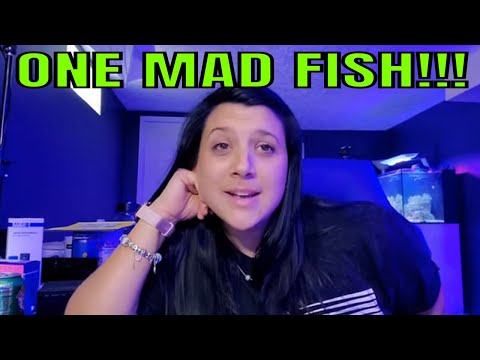 ONE MAD FISH!