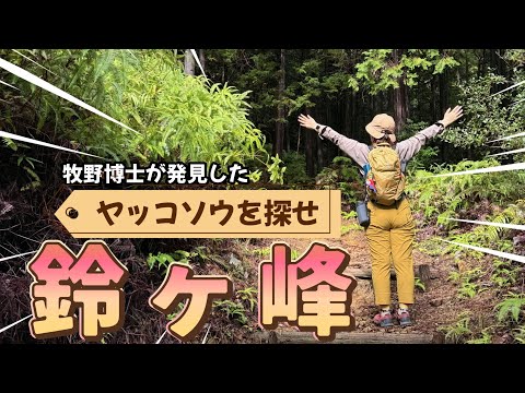 【登山】徳島県海陽町の鈴ヶ峰に、ヤッコソウを見に行きました。