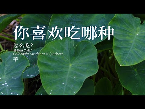 你喜欢吃哪一种芋头 #一日一植物 #乡村守护人