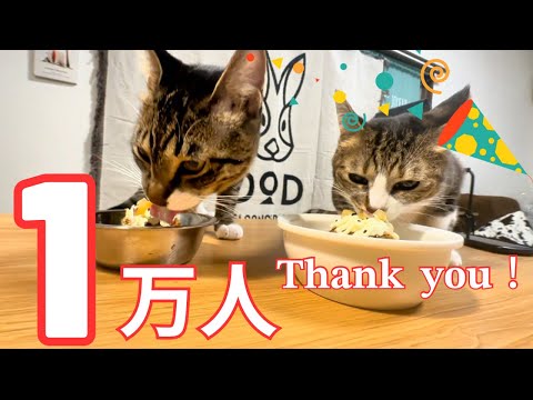 【ありがとうプレゼント企画- ̗̀🎁 ̖́-】登山口で肩に飛び乗ってきた猫】＆【溝で泥だらけになってた子猫】の里親になりました！