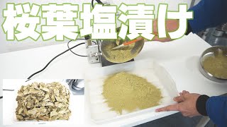 【桜葉パウダー】桜葉塩漬けを粉砕（ハイスピードミル）