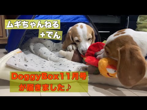 【ビーグル】DoggyBox11月号届きました