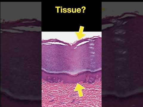 Histology #shorts - Part A