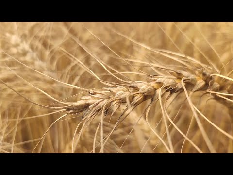 Wheat | The Most Beautiful Natural Beauty Of Bangladesh | Bangladesh 4K Video