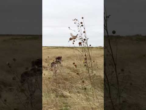 Heartstopping pheasant flush over wirehaired pointing griffon Dublin in Oklahoma #pheasant