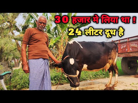 सबसे ज्यादा दूध देने वाली देसी गाय | खुरहा रोग था आज 24 लीटर दूध है | cow farming