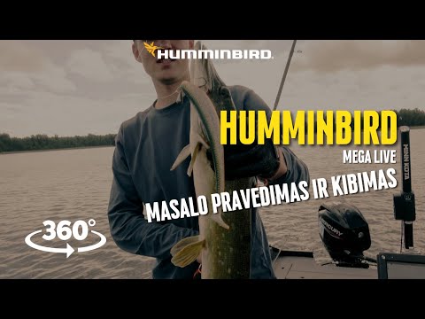 Humminbird Mega Live / Lydeka vasara ir kibimas