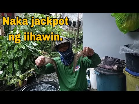 Pangangapa ng mga isda para makalibre. Tara mga ka Farmer's.