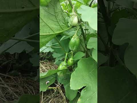 Brinjal Farming Secrets: Grow Big & Healthy Eggplants Fast! #freyfarmenterprises #freyfarm #brinjal