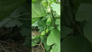 Brinjal Farming Secrets: Grow Big & Healthy Eggplants Fast! #freyfarmenterprises #freyfarm #brinjal