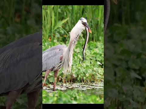 Glimpse of a Seagull hunting a Snake #wildlife #wildlifephotography #youtube #ytshorts #primitive