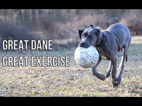 How to Exercise your Great Dane