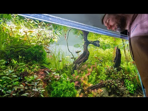 Pete's Perfectly Imperfect Aquascape in 4K with Relaxing music and Voiceover