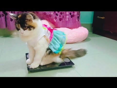 Crazy cat for weight machines !😳 very funny cat !